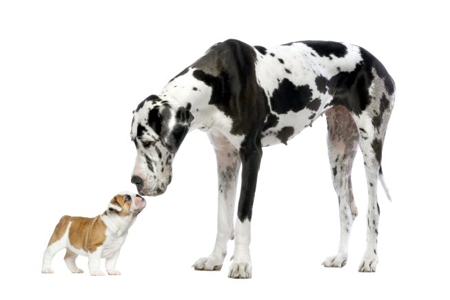 large and small dog